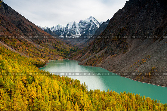 Осенний алтайский пейзаж с желтыми лиственницами. Стоковое фото, фотограф Денис Черкашин / Фотобанк Лори