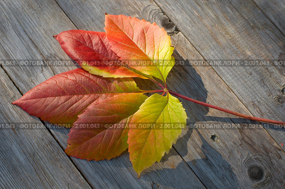 Осенний лист винограда на столе. Девичий виноград пятилисточковый (Parthenocissus quinquefolia) Стоковое фото, фотограф Александр Алексеев / Фотобанк Лори