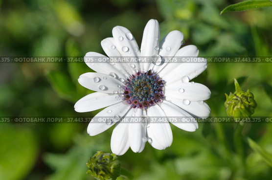 Остеоспермум (лат. Osteospermum ecklonis), или "Африканская ромашка", или "Капская маргаритка" в капельках дождя крупным планом. Стоковое фото, фотограф Елена Коромыслова / Фотобанк Лори