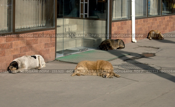 Отдых бродячих собак (2008 год). Стоковое фото, фотограф Артем Ефимов / Фотобанк Лори
