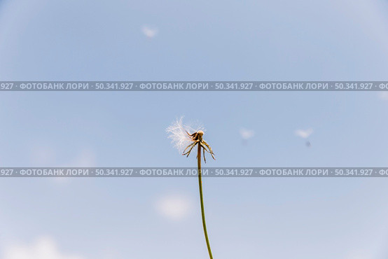 overblown dandelion with seeds flying away with wind. Стоковое фото, агентство Ingram Publishing / Фотобанк Лори