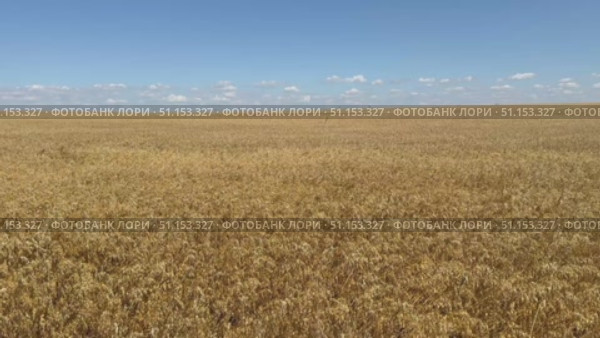 Overview video of beautiful rural landscape with endless yellow field of ripe oats on a sunny day. Ears sway in the wind. Agricultural background. Grain growing concept. Стоковое видео, видеограф Виктория Катьянова / Фотобанк Лори