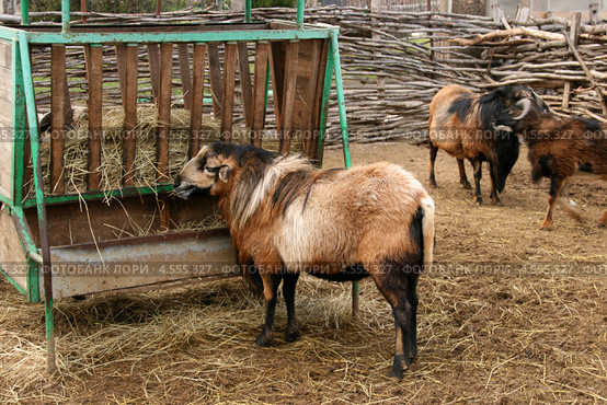 Овца домашняя камерунская (Ovis ammon aries) Стоковое фото, фотограф Щеголева Ольга / Фотобанк Лори