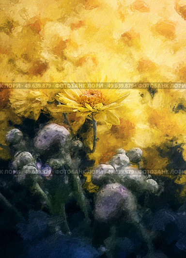 Painting of yellow chrysanthemums. Blooming autumn flowers. Soft nature background with blossoming Michaelmas daisies. Стоковое фото, агентство Ingram Publishing / Фотобанк Лори