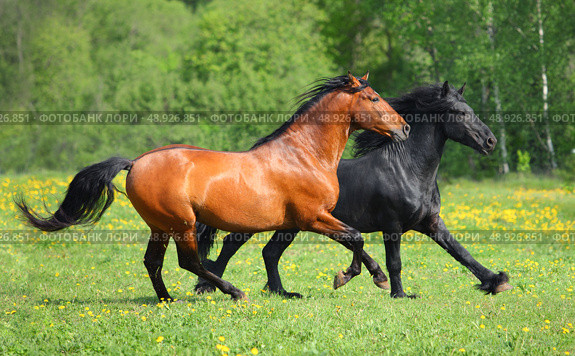 Pair beautiful bay and black racing horses running on the summer green meadow. Пара красивых спортивных скаковых лошадей бежит по траве на зеленом лугу летом. Стоковое фото, фотограф Михаил Кондрашов / Фотобанк Лори
