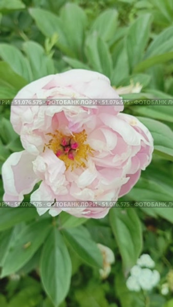Pale pink peony close-up: macro photo of the flower. Стоковое видео, видеограф Елена Высокова / Фотобанк Лори