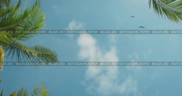 Palm leaves frame blue sky with magnificent frigatebirds soaring in the air on coast of the Yucatan Peninsula Mexico. Стоковое видео, видеограф Igor Tichonow / Фотобанк Лори