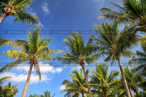 Palm Tree on the ocean against the sky. Стоковое фото, фотограф Evgenii Mitroshin / Фотобанк Лори