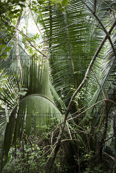 Palm Trees in tropical rainforest, Yelapa, Jalisco, Mexico. Стоковое фото, агентство Ingram Publishing / Фотобанк Лори