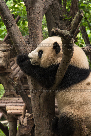 pandas live in a reserve in Chengdu. China. Стоковое фото, агентство Ingram Publishing / Фотобанк Лори
