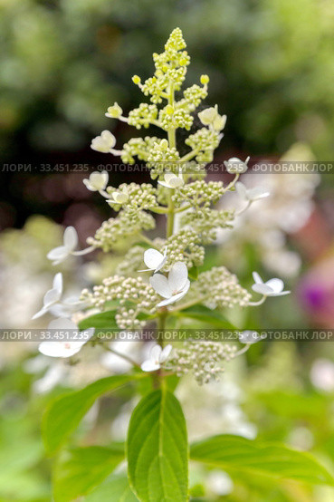 Panicled Hydrangea (Hydrangea paniculata) - a closeup view of white flowers. Стоковое фото, фотограф Акиньшин Владимир / Фотобанк Лори