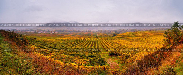 Panorama of Wachau valley. Colorful autumn in vine yards, Austria. Hills of Lower Austria. Стоковое фото, агентство Ingram Publishing / Фотобанк Лори