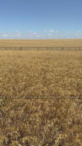 Panoramic vertical video of beautiful rural landscape with endless yellow field of ripe oats on a sunny day. Ripe ears sway in the wind. Agricultural background. Growing cereals concept. Стоковое видео, видеограф Виктория Катьянова / Фотобанк Лори
