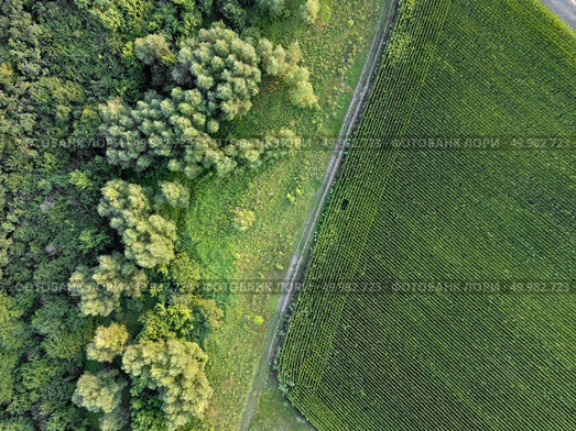 Panoramic view from dron of agricultural field with dirty rural road and green forest. Natural plant background. Top view.. Countryside dirty road along the agricultural field and green forest. Aerial view from dron. Стоковое фото, агентство Ingram Publishing / Фотобанк Лори