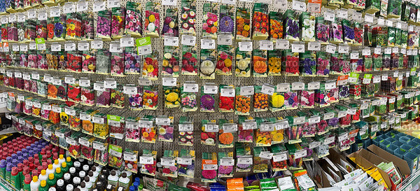 Panoramic view of packages of garden flower seeds with price tags in Russian in supermarket. Flower seedling growing season. Editorial use. 17 January, 2025, Angarsk, Russia. Редакционное фото, фотограф Виктория Катьянова / Фотобанк Лори