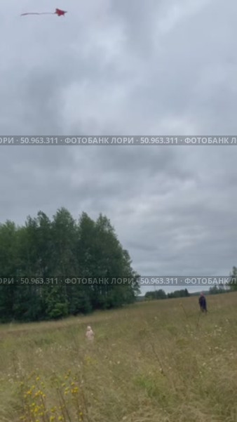 Папа с дочкой запускают воздушного змея в поле. Стоковое видео, видеограф Наталья Останина / Фотобанк Лори