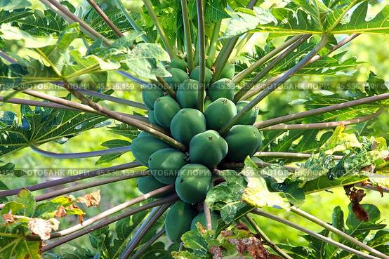 Папайя (Carica papaya). Плоды на дереве. (2022 год). Стоковое фото, фотограф Александр Тарасенков / Фотобанк Лори