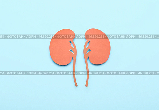 Paper kidneys with pills on blue background. Стоковое фото, фотограф Pixel_shot / Фотобанк Лори
