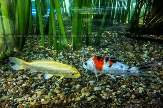 Пара карпов кои разного цвета в аквариуме крупным планом/ Koi carp fishes in an aquarium close-up. Стоковое фото, фотограф Iva Noel / Фотобанк Лори