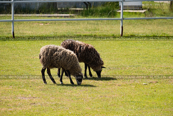 Пара пасущихся овец едят зеленую траву в загоне. A pair of grazing sheep eating green grass. Стоковое фото, фотограф Кузин Алексей / Фотобанк Лори