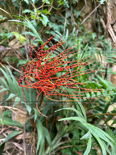 Parlor palm, also known as Chamaedorea elegans (lat.- Chamaedorea) Стоковое фото, фотограф Irina Opachevsky / Фотобанк Лори
