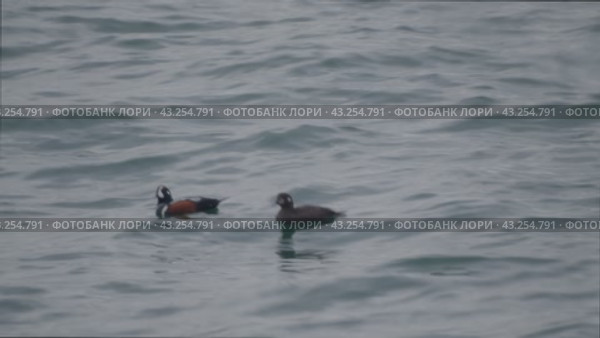 Парочка уток плавает в море. Стоковое видео, видеограф Кузнецов Александр / Фотобанк Лори