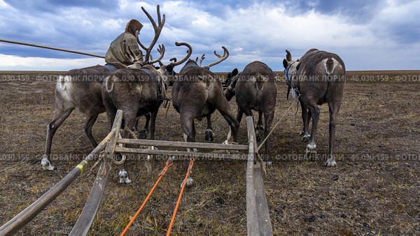 Пастух ведет упряжку оленей. Этнография. Ямал. Стоковое фото, фотограф Катерина Романова / Фотобанк Лори