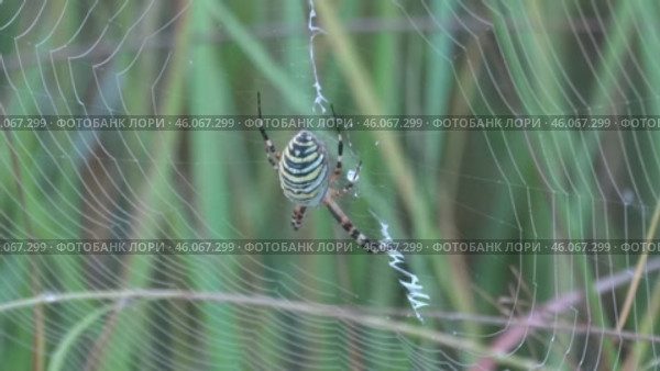 Паук Аргиопа Брюнниха или паук-оса Argiope bruennichi. Стоковое видео, видеограф Александр Мамонтов / Фотобанк Лори