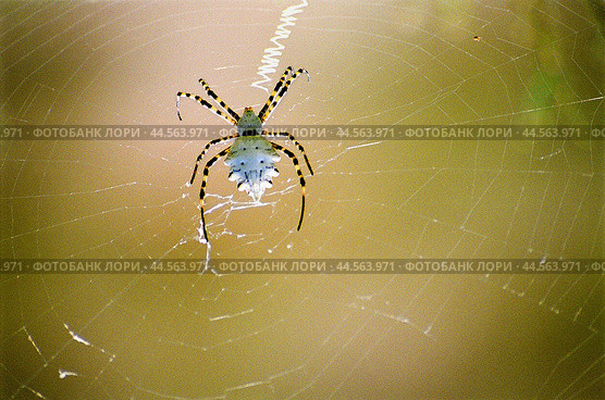 Паук  ( Argiope lobata   )  на паутине в Астраханской степи, в мае месяце, когда еще степь зеленая, и растительность не выгорела от палящего солнца. 2008 г. Стоковое фото, фотограф Павел Просянов / Фотобанк Лори
