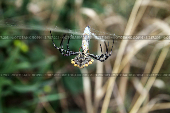 Паук обматывает паутиной свою жертву. Argiope aurantia. Стоковое фото, фотограф Инна Козырина (Трепоухова) / Фотобанк Лори