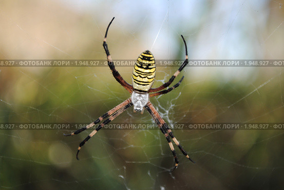 Паук-оса (Argiope bruennichi) Стоковое фото, фотограф Красилов Игорь / Фотобанк Лори