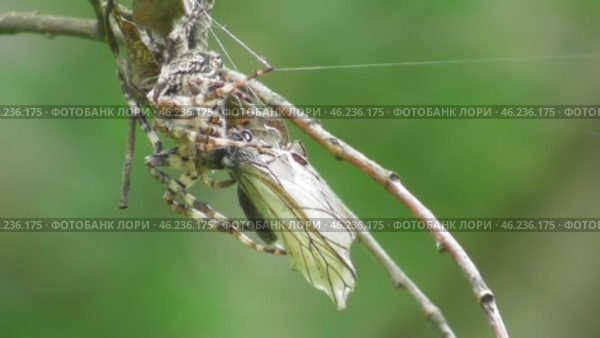 Паук Угловатый крестовик Araneus angulatus и его жертва бабочка боярышница. Стоковое видео, видеограф Александр Мамонтов / Фотобанк Лори