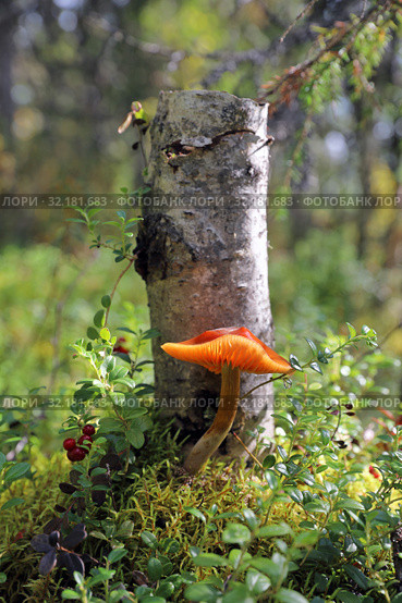 Паутинник болотный (Cortinarius uliginosus). Гриб возле старого березового пня солнечным днем в лесу. Стоковое фото, фотограф Григорий Писоцкий / Фотобанк Лори
