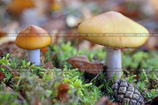 Паутинник слизистый (Cortinarius mucosus), Ямало-Ненецкий автономный округ. Стоковое фото, фотограф Григорий Писоцкий / Фотобанк Лори