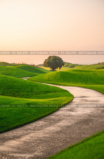 Paved path meanders through rolling green hills of a golf course, leading towards a lone tree bathed in the warm glow of the setting sun, creating a serene and picturesque landscape. Стоковое фото, фотограф Ольга Ильина / Фотобанк Лори