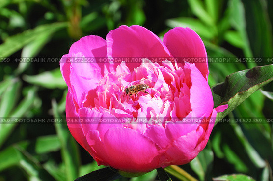 Пчела на ярко-розовом пионе (Paeonia) Стоковое фото, фотограф Алёшина Оксана / Фотобанк Лори