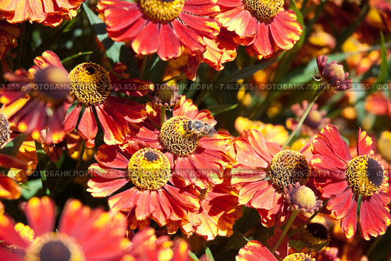 Пчела собирает нектар на цветке Гелениума (Helenium) Стоковое фото, фотограф Алёшина Оксана / Фотобанк Лори