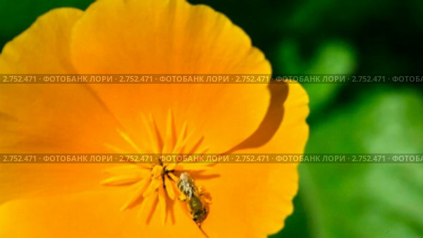 Пчелка на цветке эшшольции (калифорнийский мак, California poppy) Стоковое видео, видеограф Игорь Жоров / Фотобанк Лори