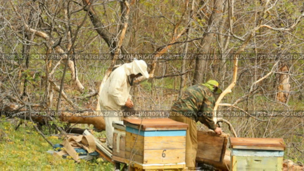 Пчеловоды работают на пасеке (2013 год). Редакционное видео, видеограф Mikhail Erguine / Фотобанк Лори