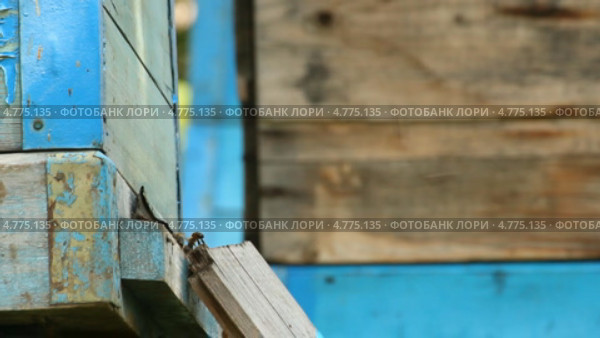 Пчелы на пасеке крупным планом. Стоковое видео, видеограф Mikhail Erguine / Фотобанк Лори
