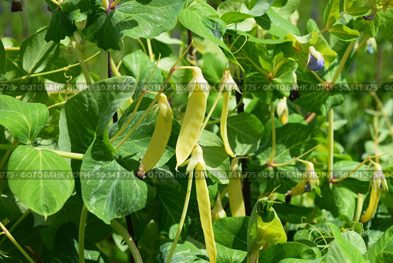 Pea golden sweet pods and purple flowers. Стоковое фото, фотограф Photolart / Фотобанк Лори