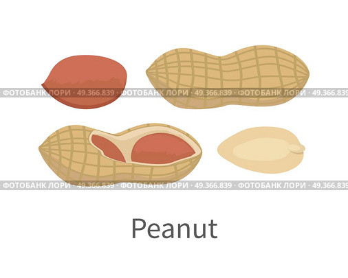 Peanut Vector Illustration in Flat Style Design. Peanut vector in flat style design. Traditional nutritional snack, diet product, culinary ingredient, source of protein, vitamins, elements, fatty acids and paste. Isolated on white background. Стоковая иллюстрация, агентство Ingram Publishing / Фотобанк Лори