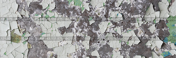 Peeling paint on the wall. Panorama of a concrete wall with old cracked flaking paint. Weathered rough painted surface with patterns of cracks and peeling. Wide panoramic grungy texture for background. Стоковое фото, фотограф Андрей Степанов / Фотобанк Лори