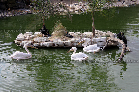 Pelicans (Lat.- Pelecanus) and great cormorants (Phalacrocorax carbo) Стоковое фото, фотограф Irina Opachevsky / Фотобанк Лори