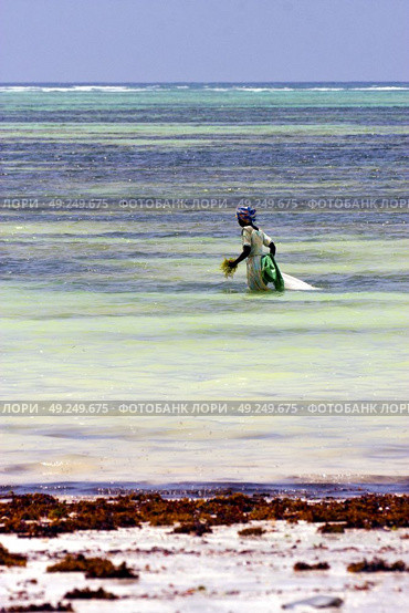 people and seaweed in the  blue lagoon relax  of zanzibar africa. Стоковое фото, агентство Ingram Publishing / Фотобанк Лори