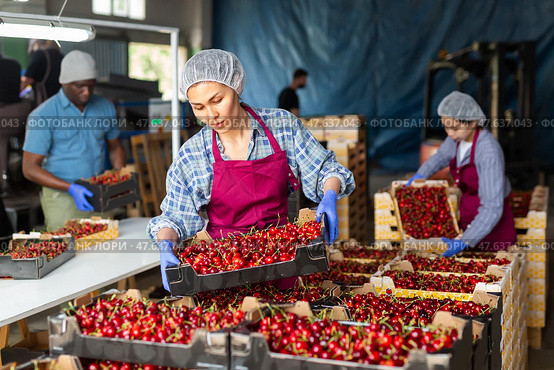 People with crates in cherry warehouse. Стоковое фото, фотограф Яков Филимонов / Фотобанк Лори