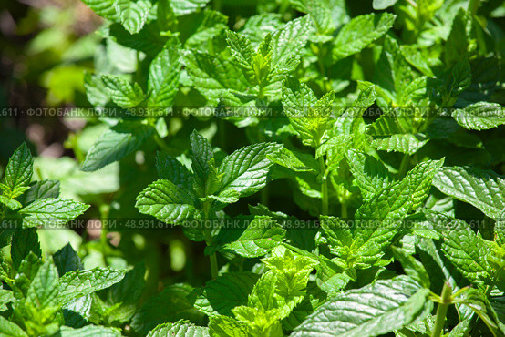 Peppermint (Mentha Piperita) in the summer garden. Стоковое фото, фотограф Светлана Брайман / Фотобанк Лори