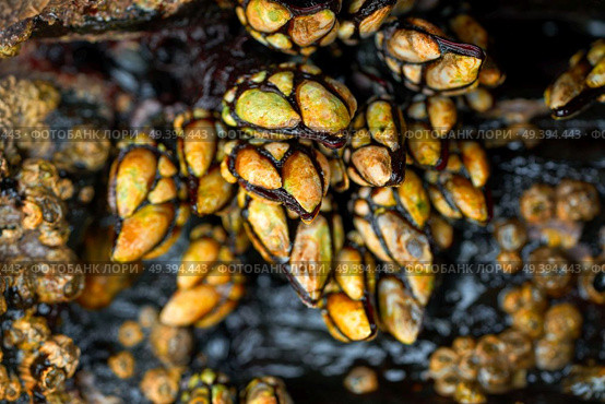 Percebes barnacles seafood in Ribadeo Galicia of Lugo Spain. Стоковое фото, агентство Ingram Publishing / Фотобанк Лори