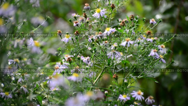 Perennial asters in rain in summer. Стоковое видео, видеограф Володина Ольга / Фотобанк Лори