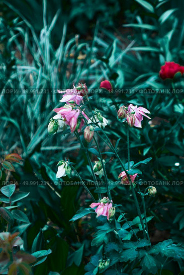 Perennial plant Aquilegia with pink flowers on a background of flowering shrubs with green leaves, summer photos shot on a cloudy day in the botanical garden. Aquilegia flowering plant growing in a botanical garden against the background of green foliage of flowering bushes. Стоковое фото, агентство Ingram Publishing / Фотобанк Лори